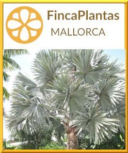 Bismarckia-Nobilis-Bismarckpalme-von-Fincaplantas-Mallorca