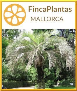Butia-Capitata-Geleepalme-von-Fincaplantas-Mallorca