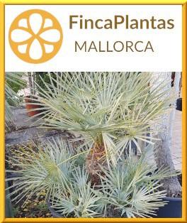 Chamaerops-Cerifera-blauer-Palmito-Palme-Fincaplantas-Mallorca
