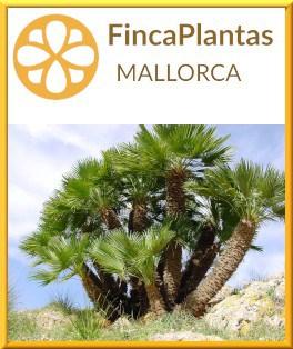 Chamaerops-Humilis-Palmito-Palme-Fincaplantas-Mallorca