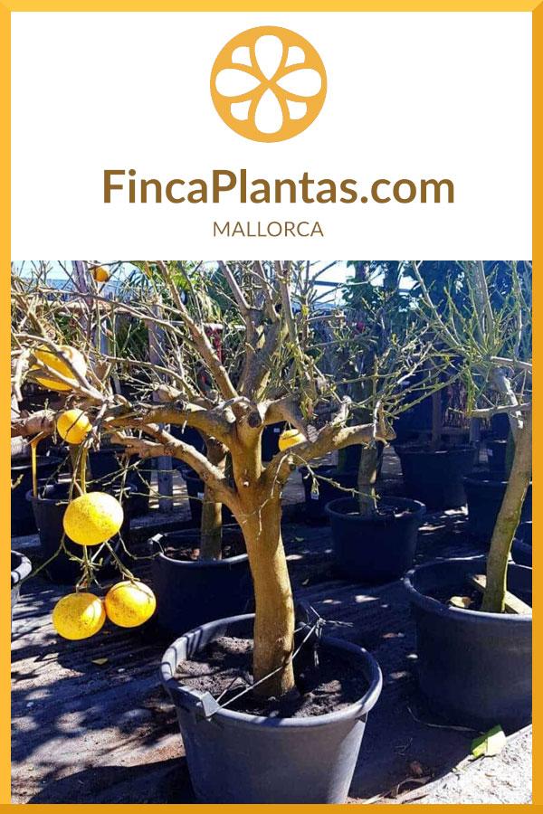 Citrus-Maxima-Pomelo_fincaplantas