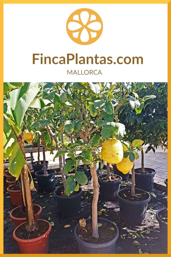 Citrus-Medica_fincaplantas