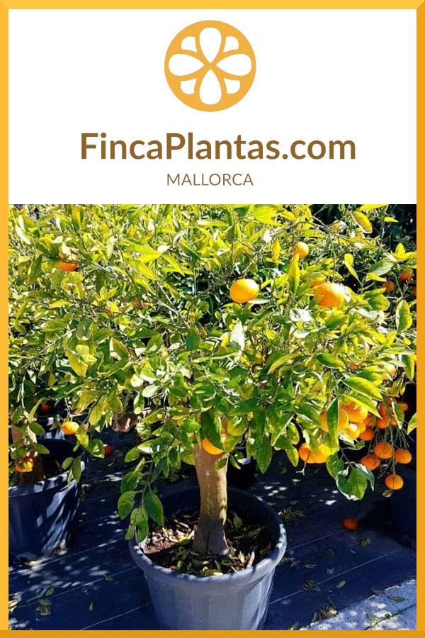 Citrus-Reticulata-Mandarine_fincaplantas