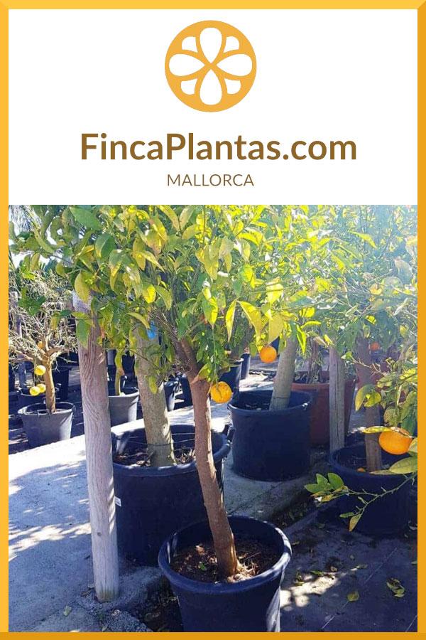 Citrus-Sinensis-Orange_fincaplantas