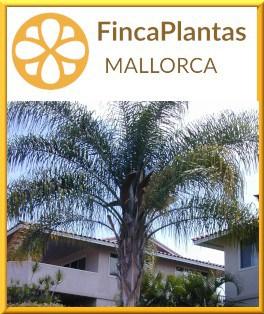 Cocotera-Syagrus-Romanzoffianum-Queenpalm-Königinnenpalme-Fincaplantas-Mallorca