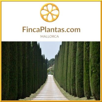 Italienische-Säulenzypressen-Gartenbau-Fincaplantas
