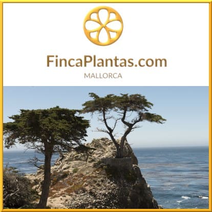 Macrocarpa-Monterey-Zypresse-Gartenbau-Fincaplantas