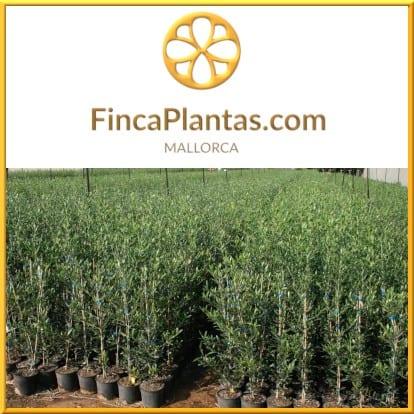 Oliven-zur-Ölproduktion-Gartenbau-Fincaplantas