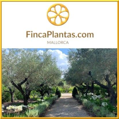 Olivenbäume-Olivenhain-2-Gartenbau-Fincaplantas