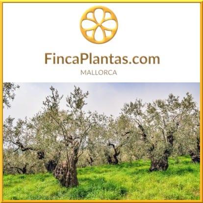 Olivenbäume-Olivenhain-Gartenbau-Fincaplantas