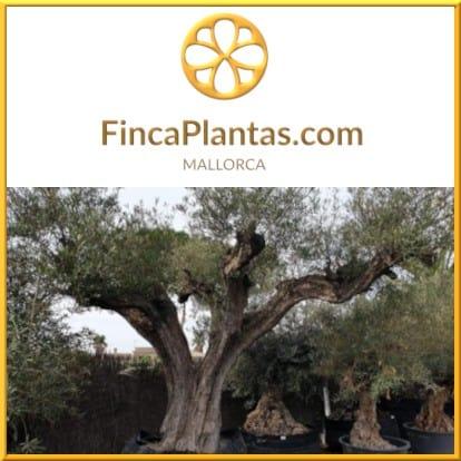Olivenbaum-alt-Dekoration-2-Gartenbau-Fincaplantas