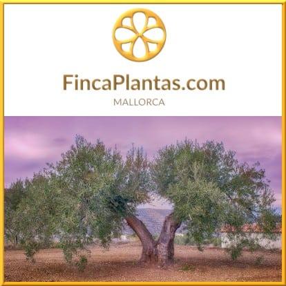 Olivenbaum-antik-Dekoration-4-Gartenbau-Fincaplantas
