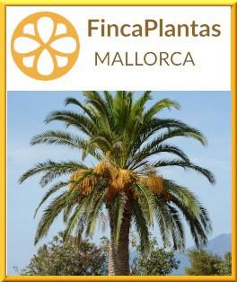 Phoenix-Canariensis-Kanarische-Dattelpalme-Fincaplantas-Mallorca