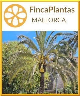 Phoenix-Dactylifera-Datilera-Echte-Dattelpalme-Fincaplantas-Mallorca