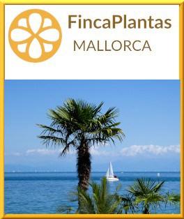 Trachycarpus-Fortuneii-Chinesische-Hanfpalme-Glückspalme-von-Fincaplantas-Mallorca