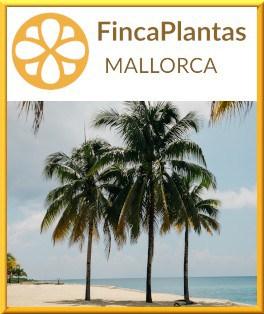 Washingtonia-Cocos-Nucifera-Palme-Fincaplantas-Mallorca