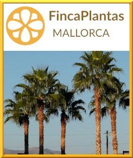 Washingtonia-Robusta-Palmen-Fincaplantas-Mallorca