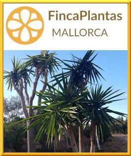 Yucca-Elephantipes_fincaplantas