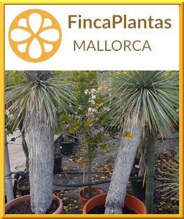 Yucca-Sektion_fincaplantas