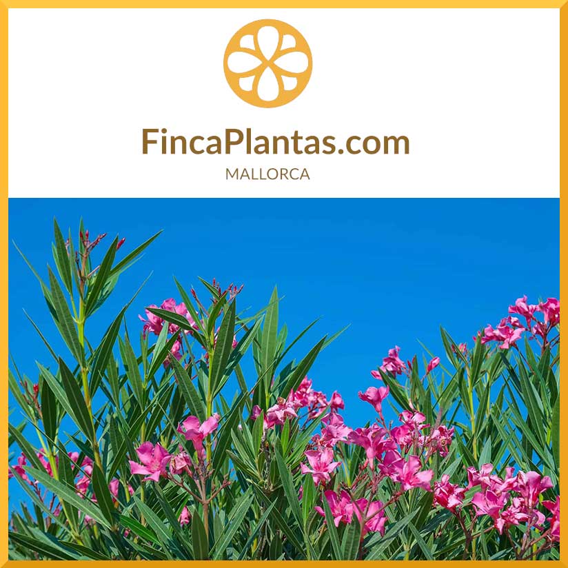 Pflanzengroßhandel & Pflanzservice Mallorca: Oleander