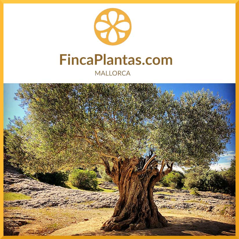 Pflanzengroßhandel & Pflanzservice Mallorca: Olivenbäume