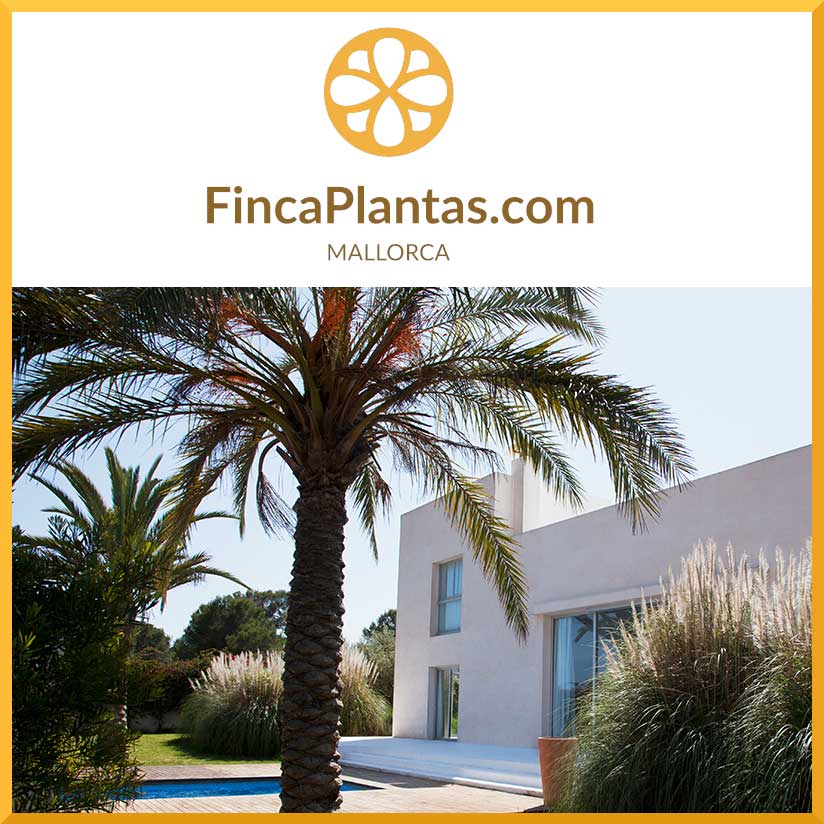 Pflanzengroßhandel & Pflanzservice Mallorca: Palmen