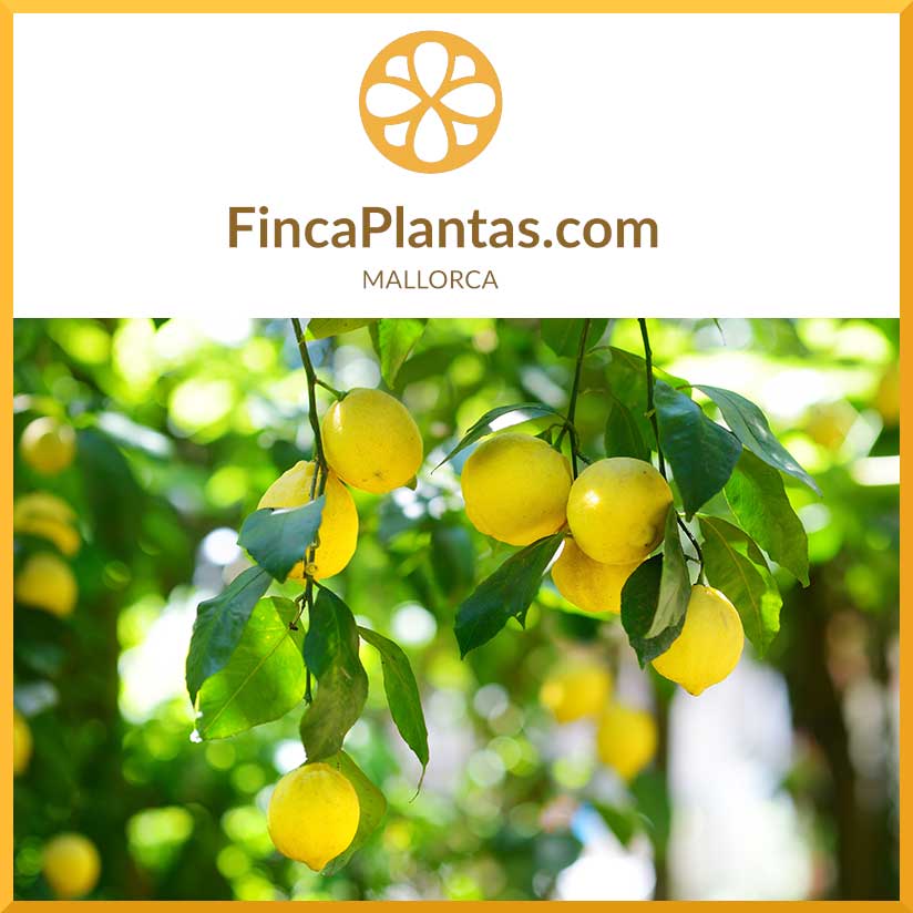 Pflanzengroßhandel & Pflanzservice Mallorca: Zitrusbäume